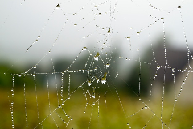 Teia de aranha com gotas de orvalho em uma manhã de verão