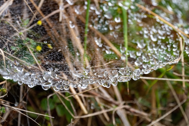 Teia de aranha com gotas penduradas