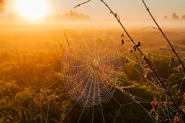 Teia de aranha com orvalho nos raios do nascer do sol