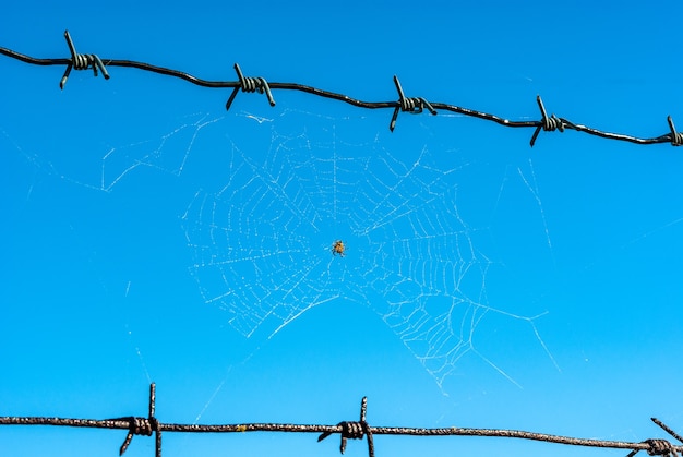 Teia de aranha em arame farpado no céu azul claro