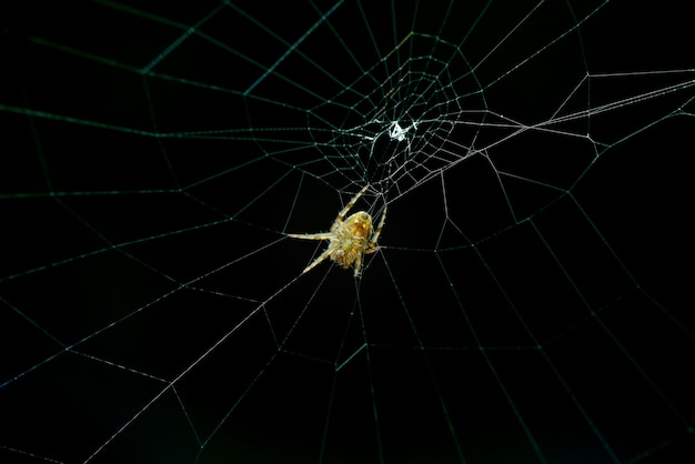 Teia de aranha em fundo preto