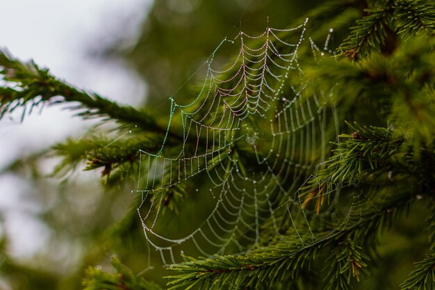 Teia de aranha em galhos de abeto com gotas de orvalho