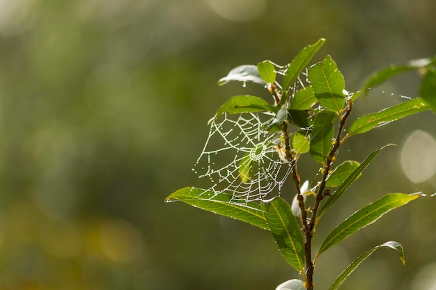 Teia de aranha em gotas de orvalho