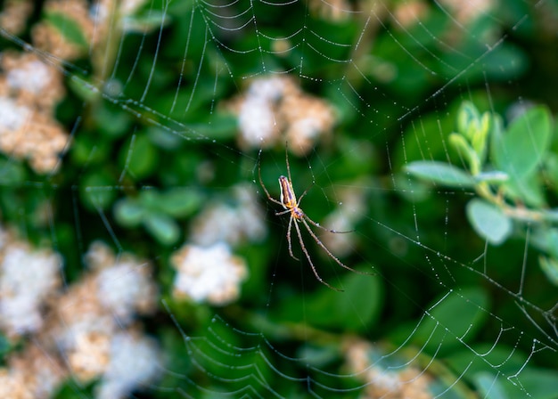 Teia de aranha em um fundo de folhas verdes