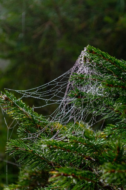 Teia de aranha espalhada com pequenas gotas de água em um galho de abeto em denso nevoeiro