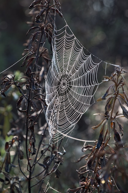 Teia de aranha intrincada