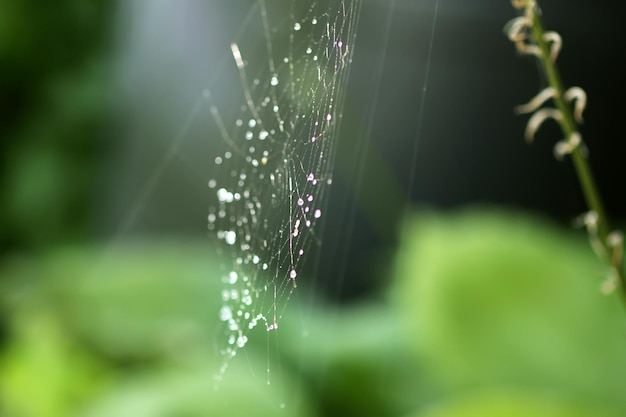 Teia de aranha molhada em gotas de chuva. Detalhes da natureza do verão.