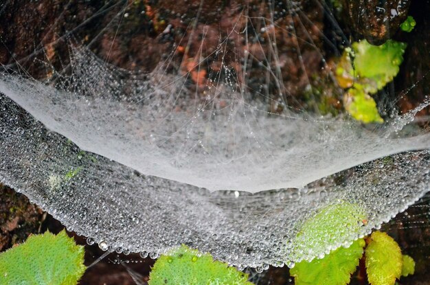 Teia de aranha na floresta Waterdrops na rede de aranha depois da chuva