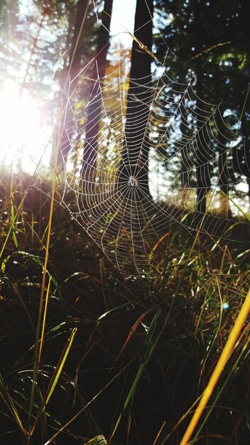 Foto teia de aranha na floresta