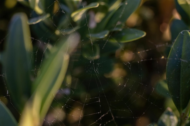 Teia de aranha na macro de grama