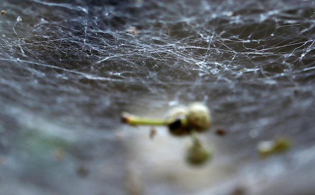 Teia de aranha na natureza Fundo da natureza