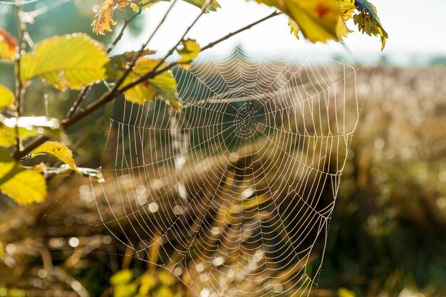 Teia de aranha no fundo do sol e close up da grama do campo