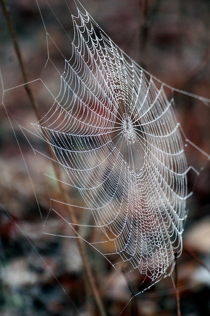 Teia de aranha no ramo