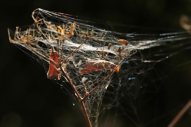 Teia de aranha sobre o mato