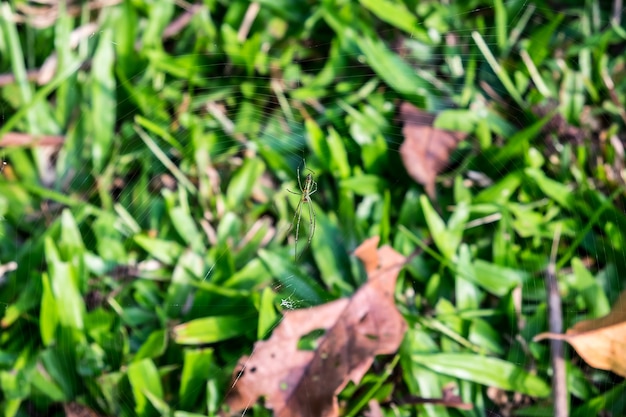 Teias de aranha de malha