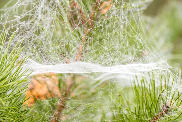Foto teias de aranha do outono em agulhas do pinho, macro.