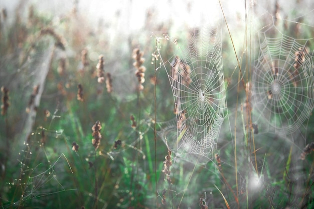 Teias de aranha nas plantas fecham na natureza.