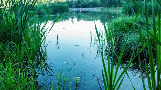 Teich, der sich in Chisinau, Moldawien, in einen See mit viel Schilf und viel Grün verwandelt