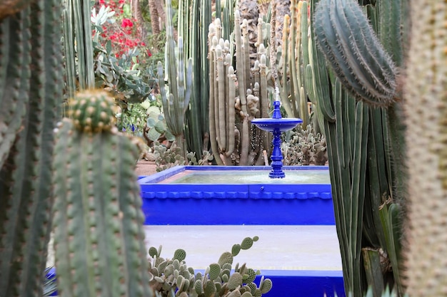 Teich im Garten Majorelle in Marrakesch, Marokko