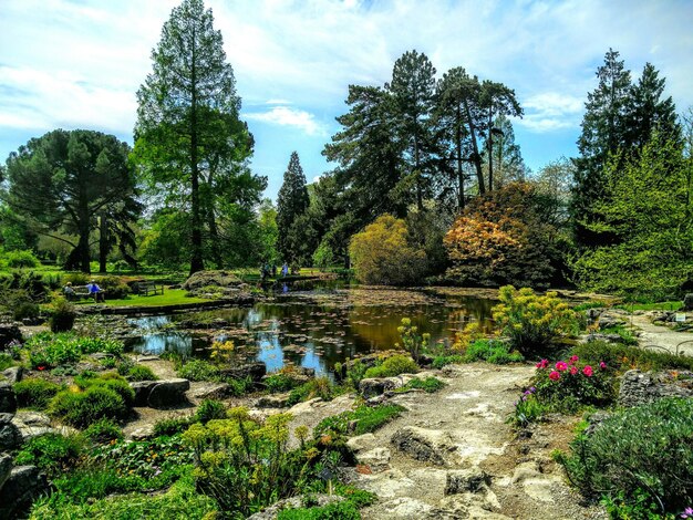 Foto teich im park