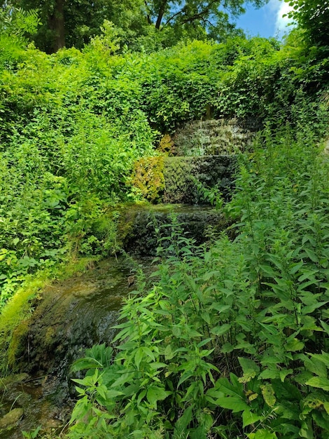 Teich mit einer Ente im Wald