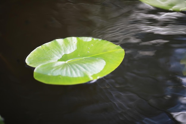 Teich mit Wasserlinsen, Sumpfpflanzen, Seerosen und Victoria Amazonica Lilien