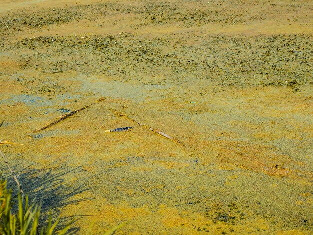 Teich oder See mit grünen Entengrütze-Teppichen bedeckt Verschmutztes schmutziges stehendes Wasser mit Protokoll an der Spitze