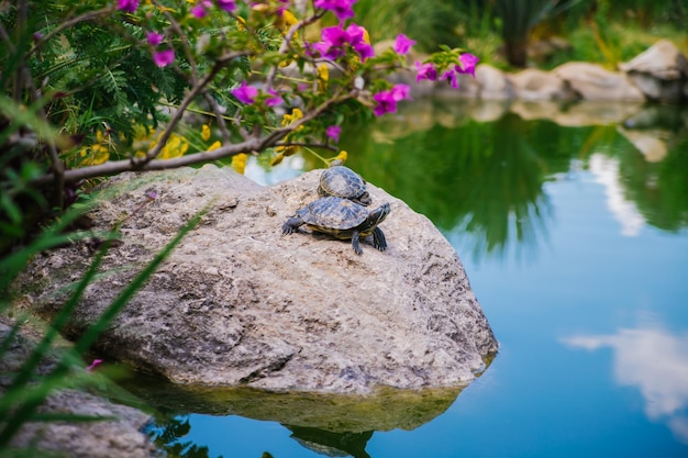 Teich-Schmuckschildkröte oder Redeared-SchildkröteEine Gruppe wilder Schildkröten im See Schildkröten sitzen auf einem Felsen und sonnen sich in der Sonne