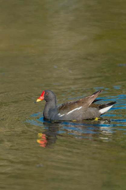 Teichhuhn Gallinula Chloropus Malaga Spanien