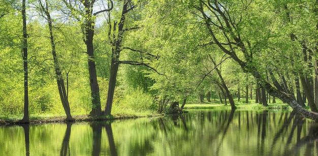 Teichwasser im Waldpark Sommerlandschaft Natursee im Freien zwischen grünen Bäumen