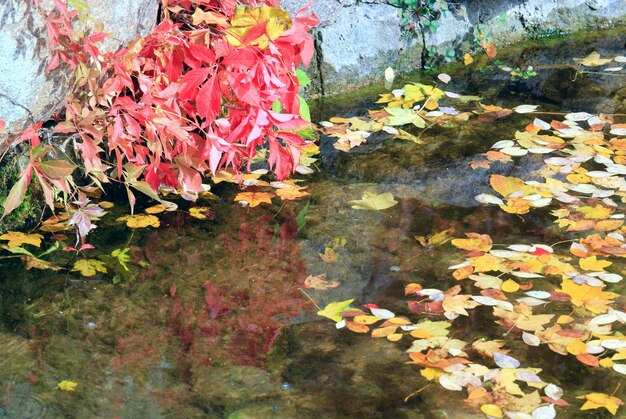 Teichwasseroberfläche mit abgeschnittenem Blatt im Herbstpark