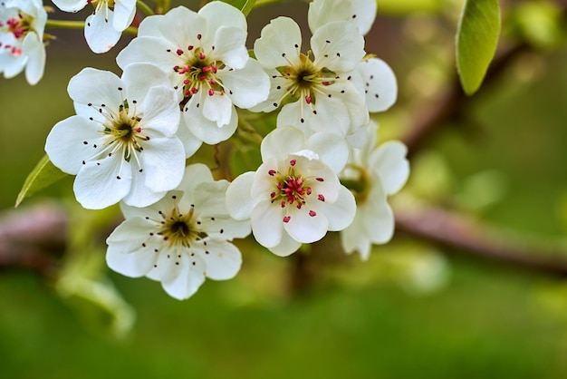 Teil eines blühenden Obstbaums mit weißen Frühlingsblumen, Nahaufnahme auf einem verschwommenen grünen Hintergrund