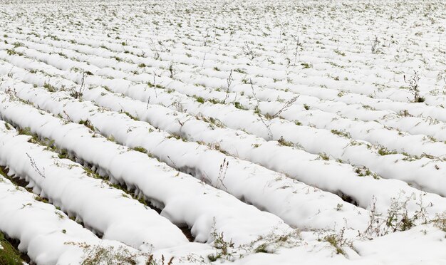 Teil eines mit Schnee bedeckten landwirtschaftlichen Feldes, auf dem Karottenstängel zu sehen sind. Fotografierte Nahaufnahme.