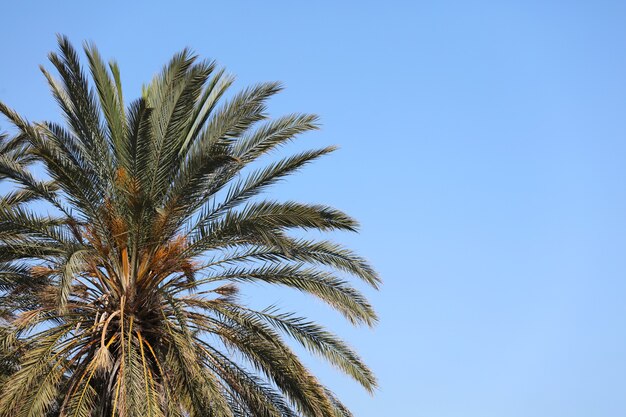 Teilansicht der Palme mit blauem Himmelshintergrund