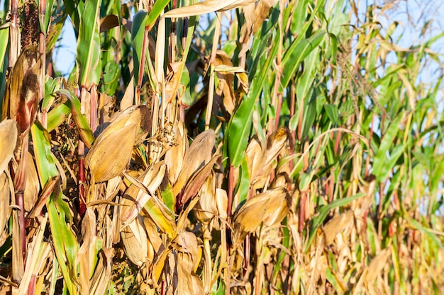 Teilweise vergilbter reifer Mais auf einem landwirtschaftlichen Feld. Foto Nahaufnahme von Orangenkolben und grünen Laubpflanzen. Fokus auf Vordergrund, geringe Schärfentiefe