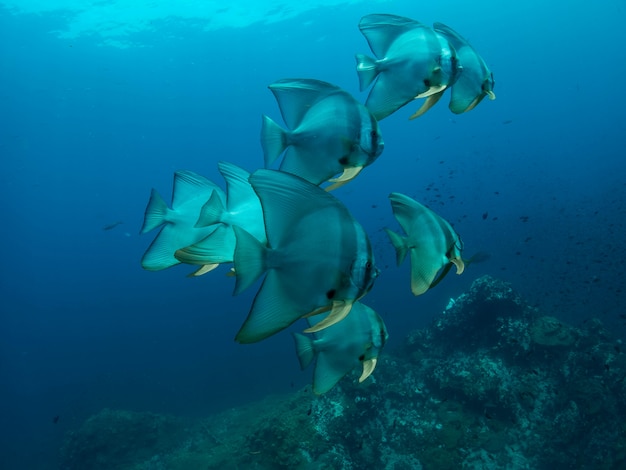 Teira batfish