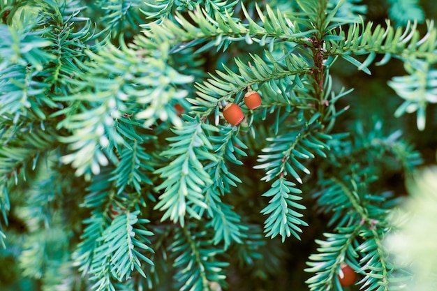 Teixo europeu Taxus baccata teixo perene close-up Ramo de árvore de teixo verde tonificado com cones de sementes vermelhas maduras e imaturas Planta venenosa com alcalóides de toxinas