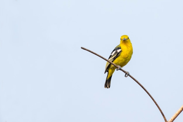 Foto tejedor dorado asiático en una rama en la escena de la naturaleza. animal. pájaro.