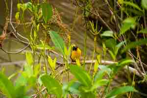 Foto el tejedor dorado posado en el tallo de la hierba en el campo de arroz ploceus hypoxanthus pájaro en el bosque tropical