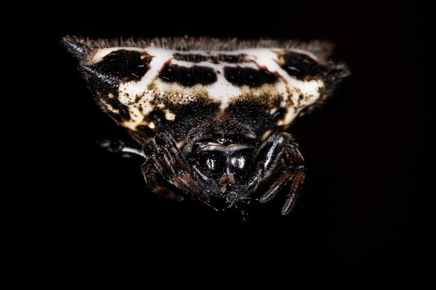 Tejedor de orbes de espalda espinosa adulta de la especie Gasteracantha cancriformis