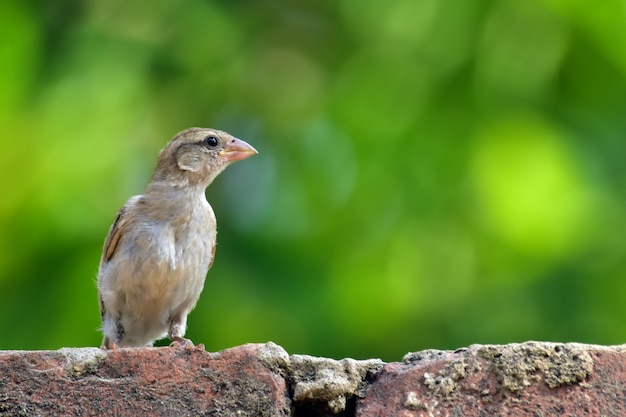 Tejedores de pájaros con la naturaleza