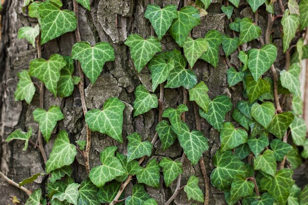 Foto tejiendo hiedra en la corteza de un viejo árbol. textura natural, primer plano.