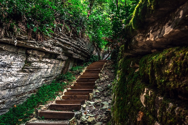 Foto tejo y boj grove con camino forestal entre rocas y musgo en verano sochi rusia