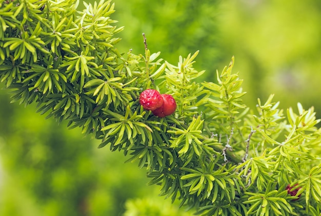 Tejo europeo Taxus baccata con conos de semillas rojas