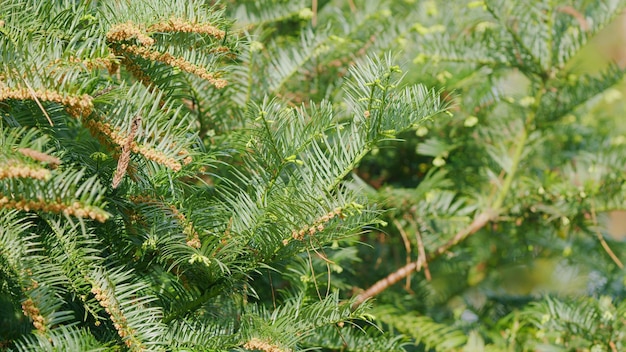 El tejo o el taxus baccata, las flores masculinas del taxus bakkata, de cerca, las flores del pino, de cerca.