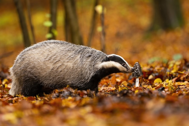 Tejón europeo curioso explorando la flora del bosque en otoño