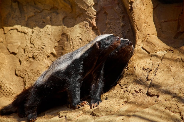 El tejón de miel toma el sol en una piedra en el zoológico