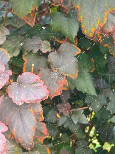 Tela de araña blanca fina en las hojas