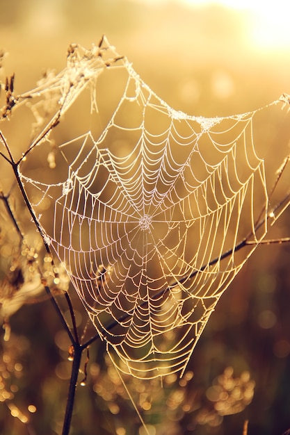 tela de araña en la naturaleza borrosa