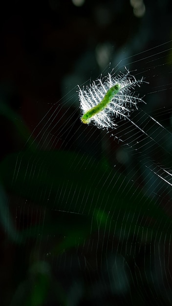 Una tela de araña con una oruga en ella